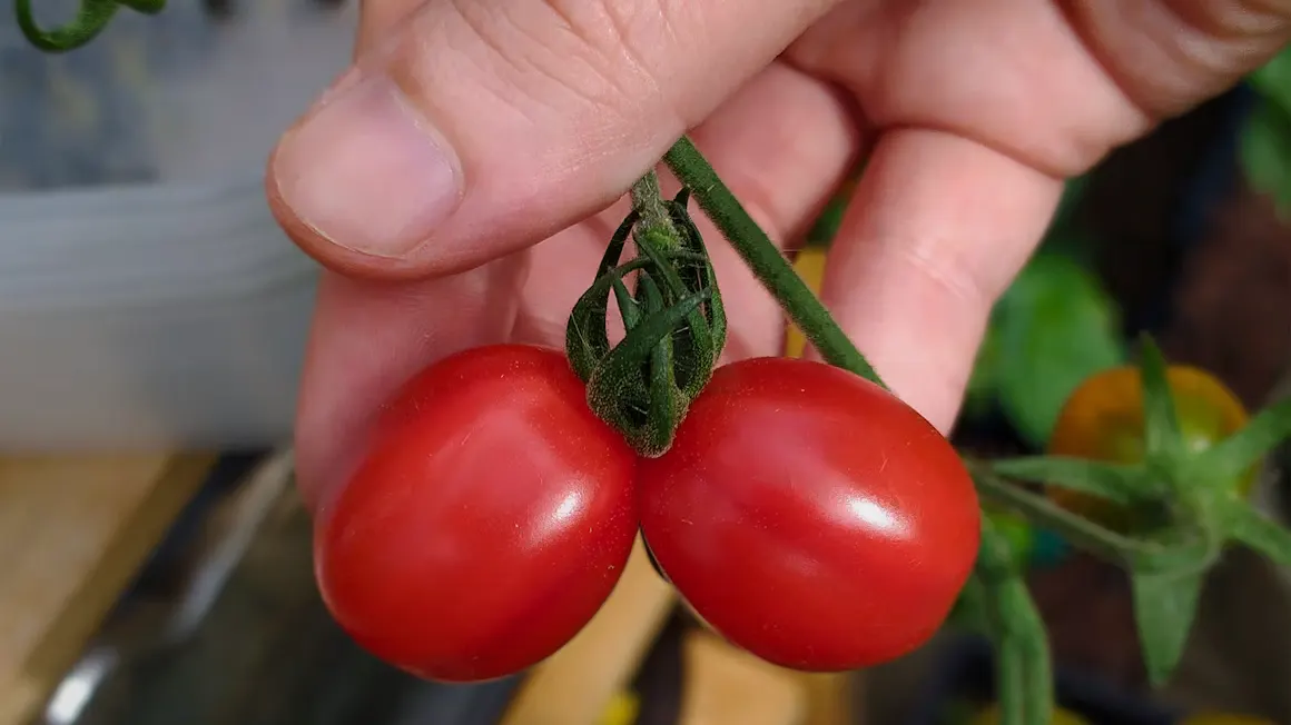 Dos tomates en la mano, como referencia a los testículos